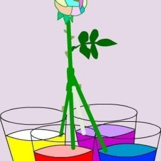 Как сделать розу разноцветной (Diy)