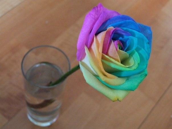 Как сделать розу разноцветной (Diy)