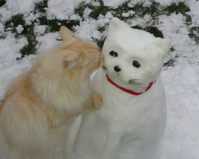 кот снеговик