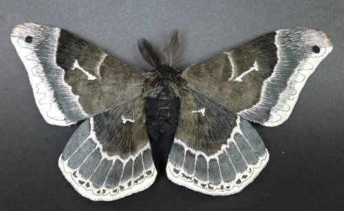Бабочки Yumi Okita