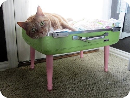 Bed for cats