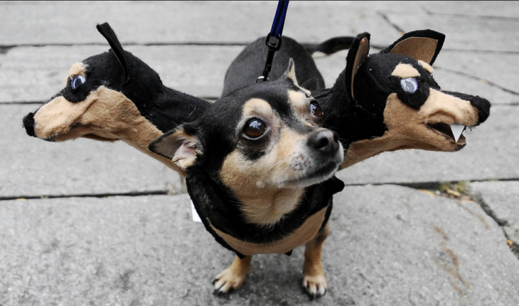 Цербер - костюм для собаки