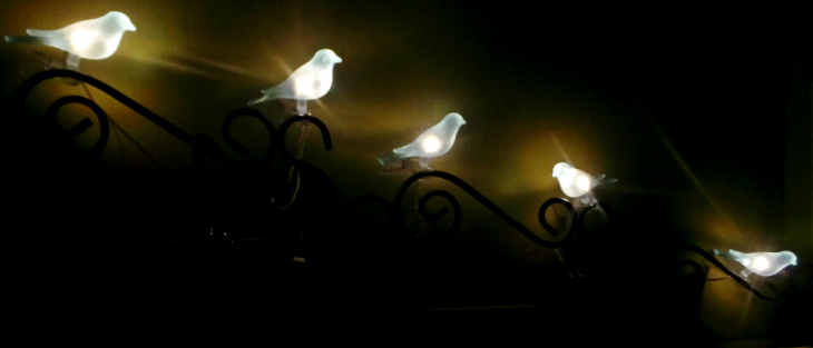 Ночные птички