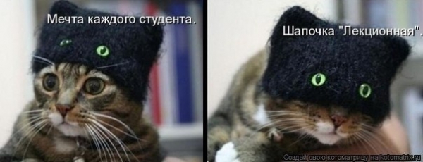 шапочка для кота