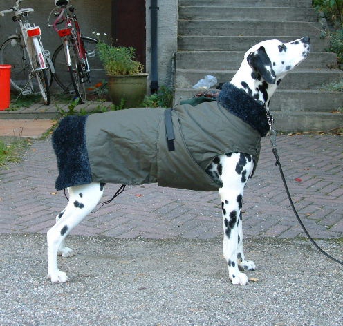 Тёплая попона-пальто для собаки выкройка