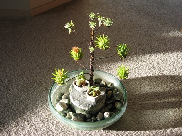 комнатные растения необычные виды