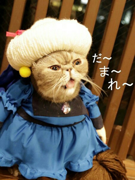 Миядзаки: коты редкой породы